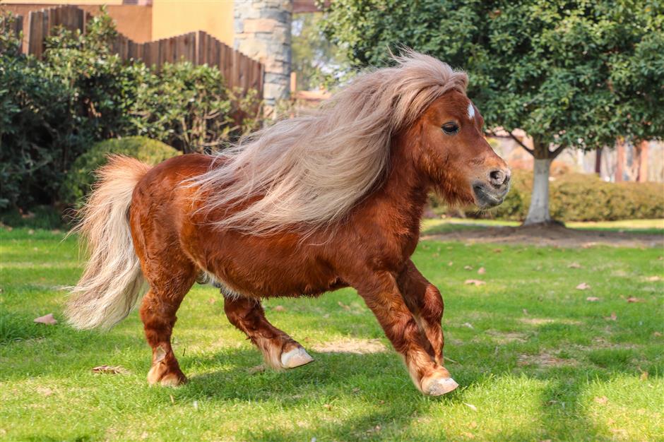 Animal Stars Unveiled as 'Cute Masters of Shanghai'