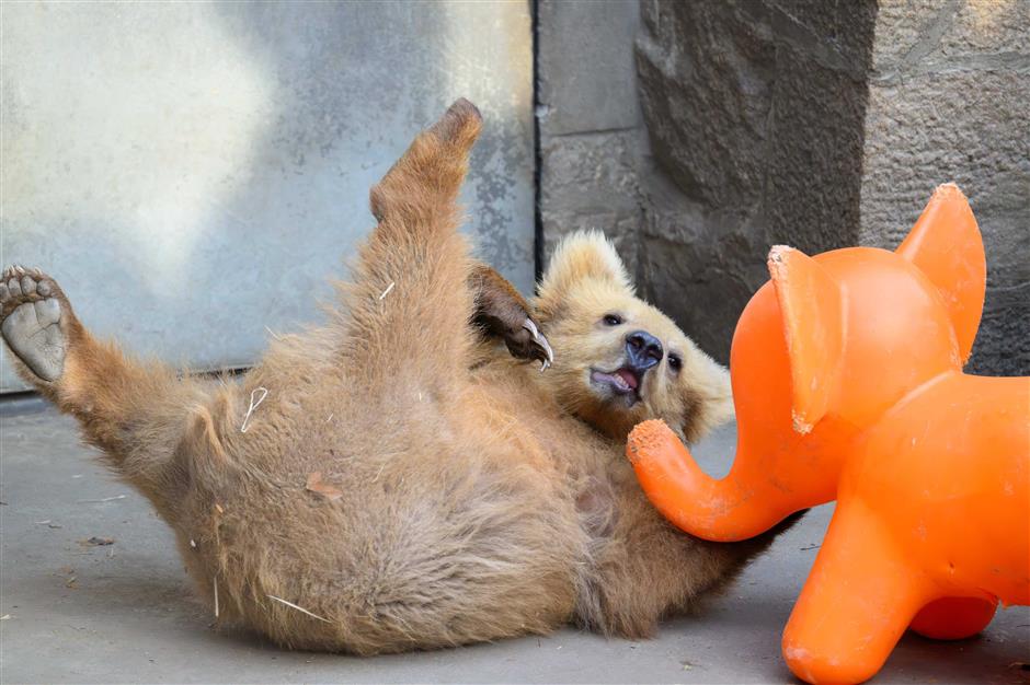 Animal Stars Unveiled as 'Cute Masters of Shanghai'