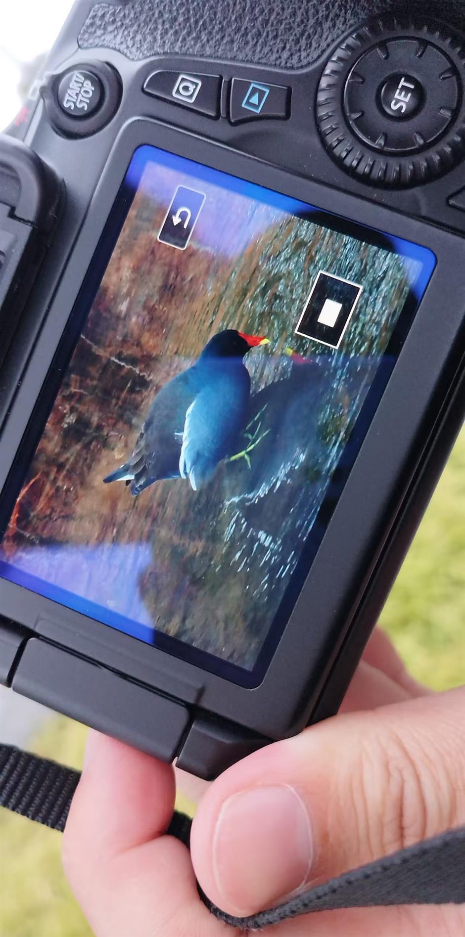 With Shanghai's Ever-Expanding Green Space, a City in Nature Takes Shape