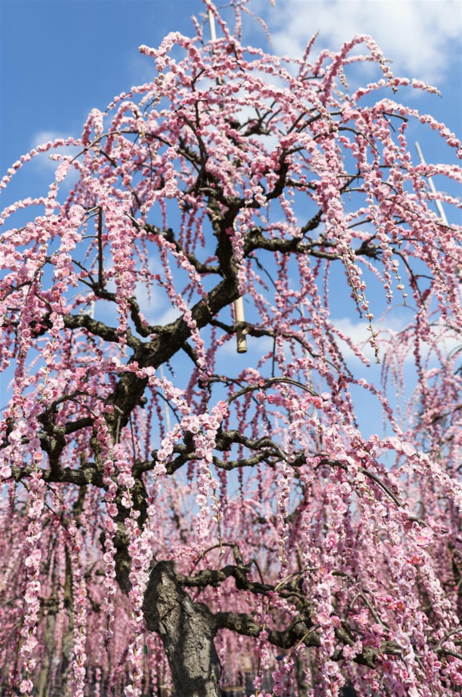 花漾新春!上海四大花展上线,共赴一场春日游园之约