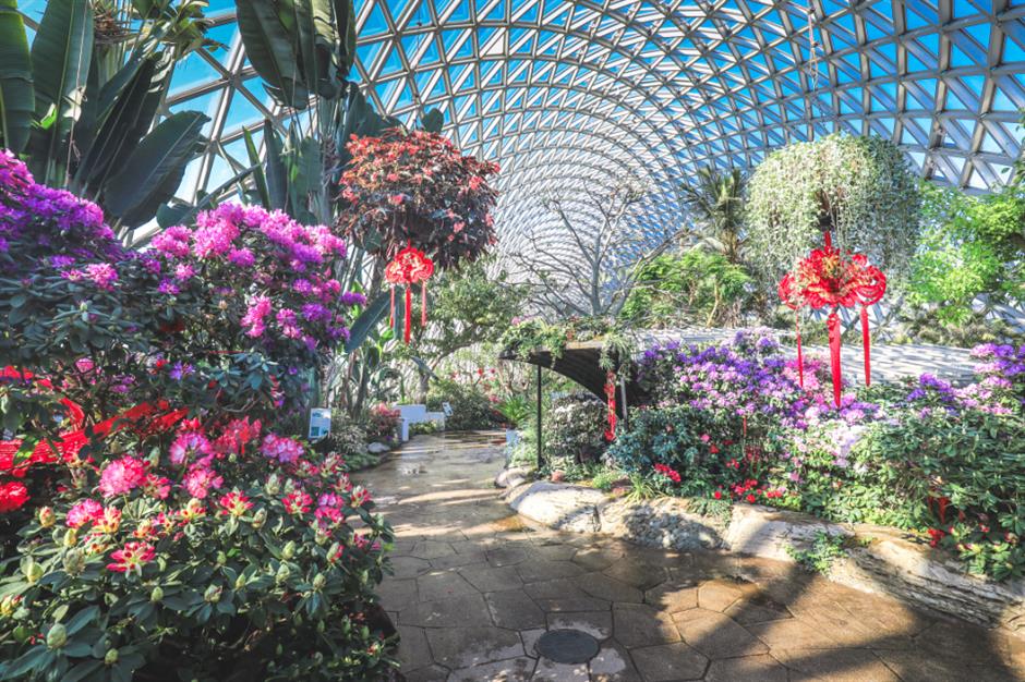 花漾新春!上海四大花展上线,共赴一场春日游园之约