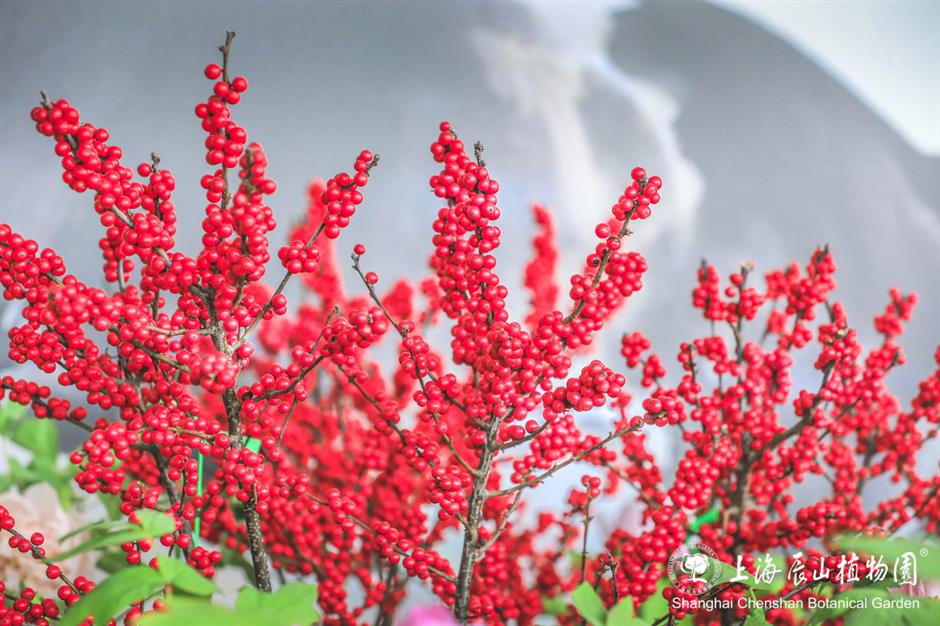 花漾新春!上海四大花展上线,共赴一场春日游园之约