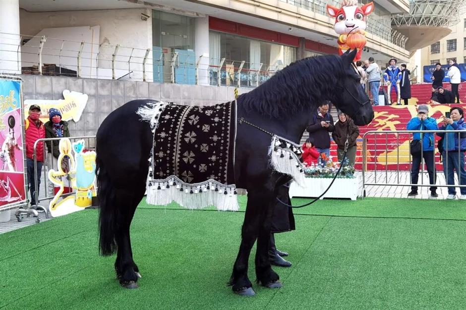 真馬進商圈!這個春節,來靜安看馬戲表演,還能和表演馬互動