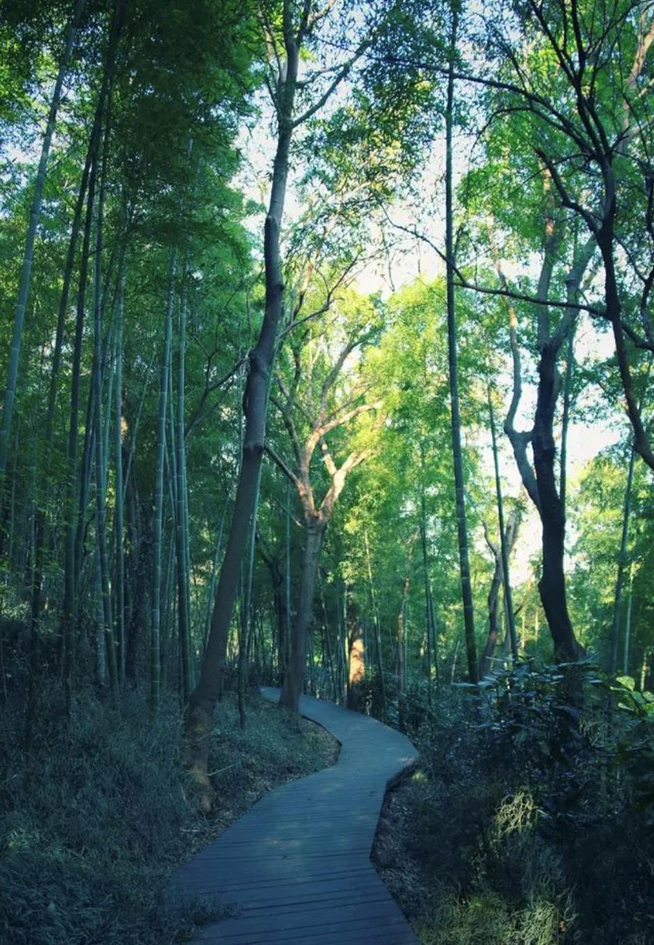 上海5条早春徒步线!好走出片还免费!