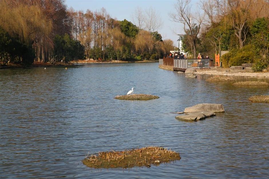 上海5条早春徒步线!好走出片还免费!