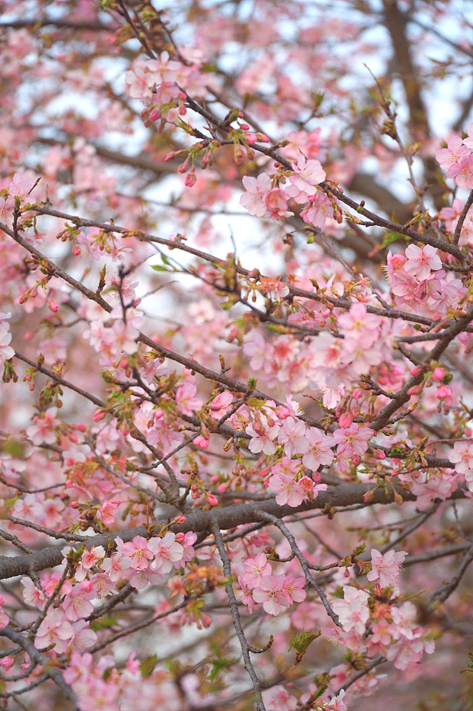 实拍报告!上海早樱开了!