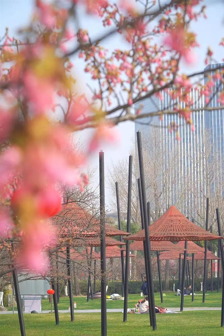 实拍报告!上海早樱开了!