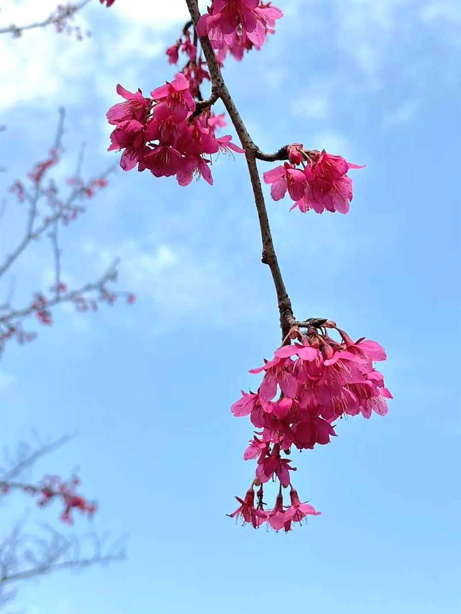 实拍报告!上海早樱开了!