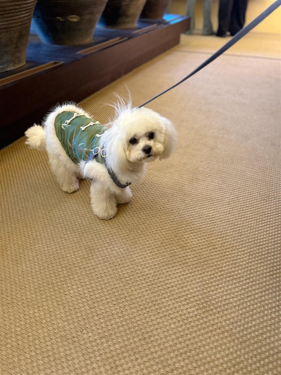 [First in Shanghai] Incense, Golf, Dogs and Everything in Between