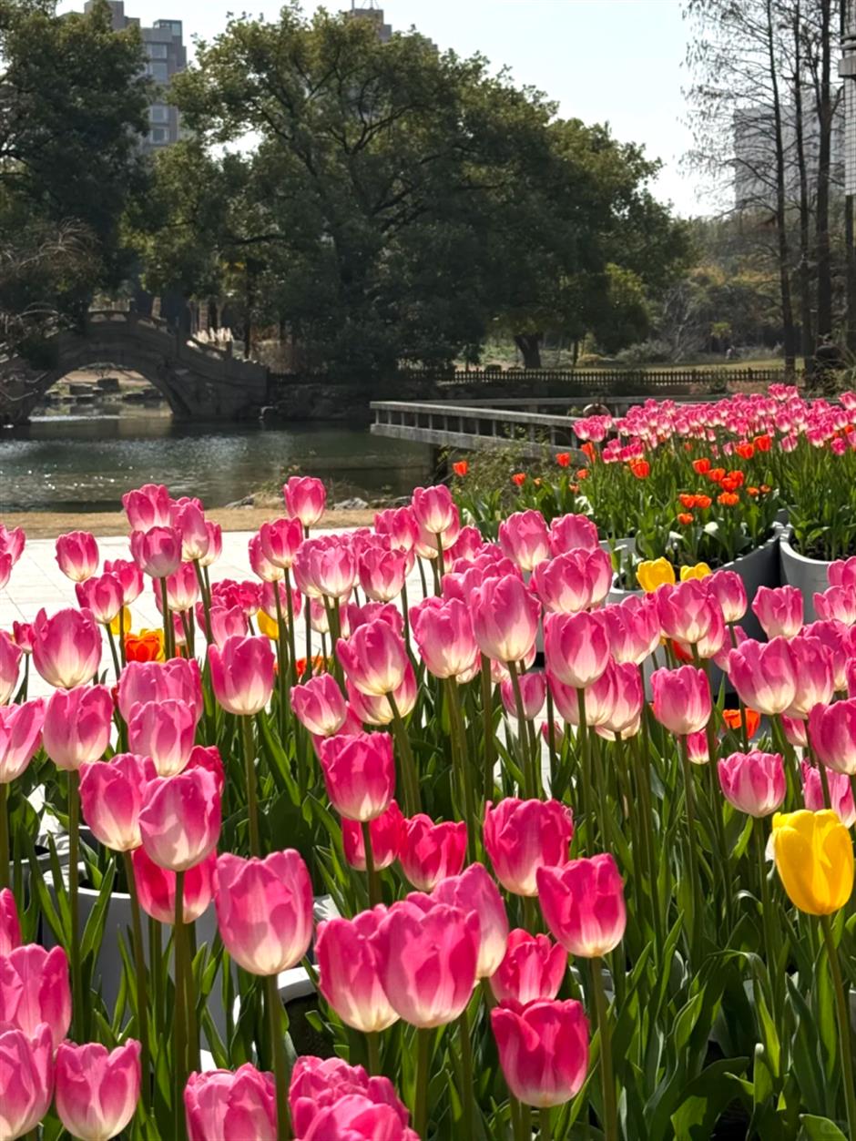 市中心第一波郁金香!上海这5处可免费打卡,用色彩盛宴邀你开启春日Citywalk