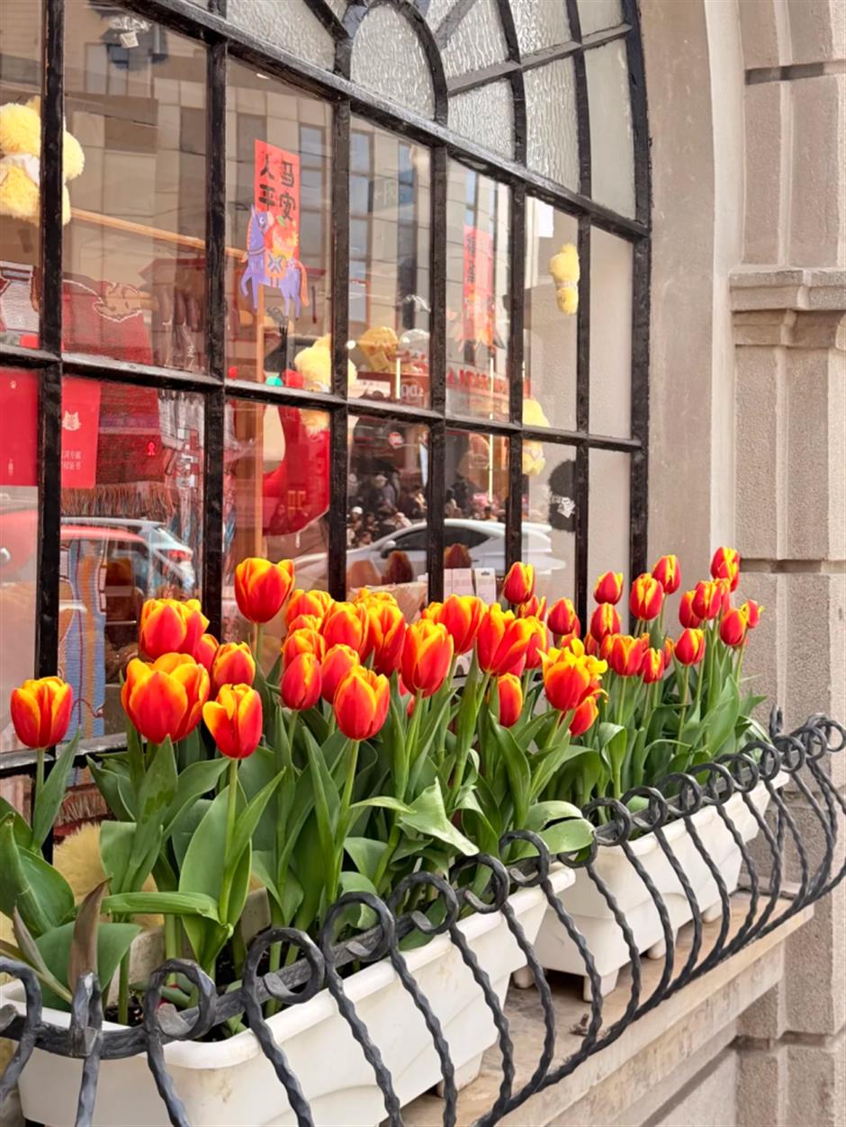 市中心第一波郁金香!上海这5处可免费打卡,用色彩盛宴邀你开启春日Citywalk
