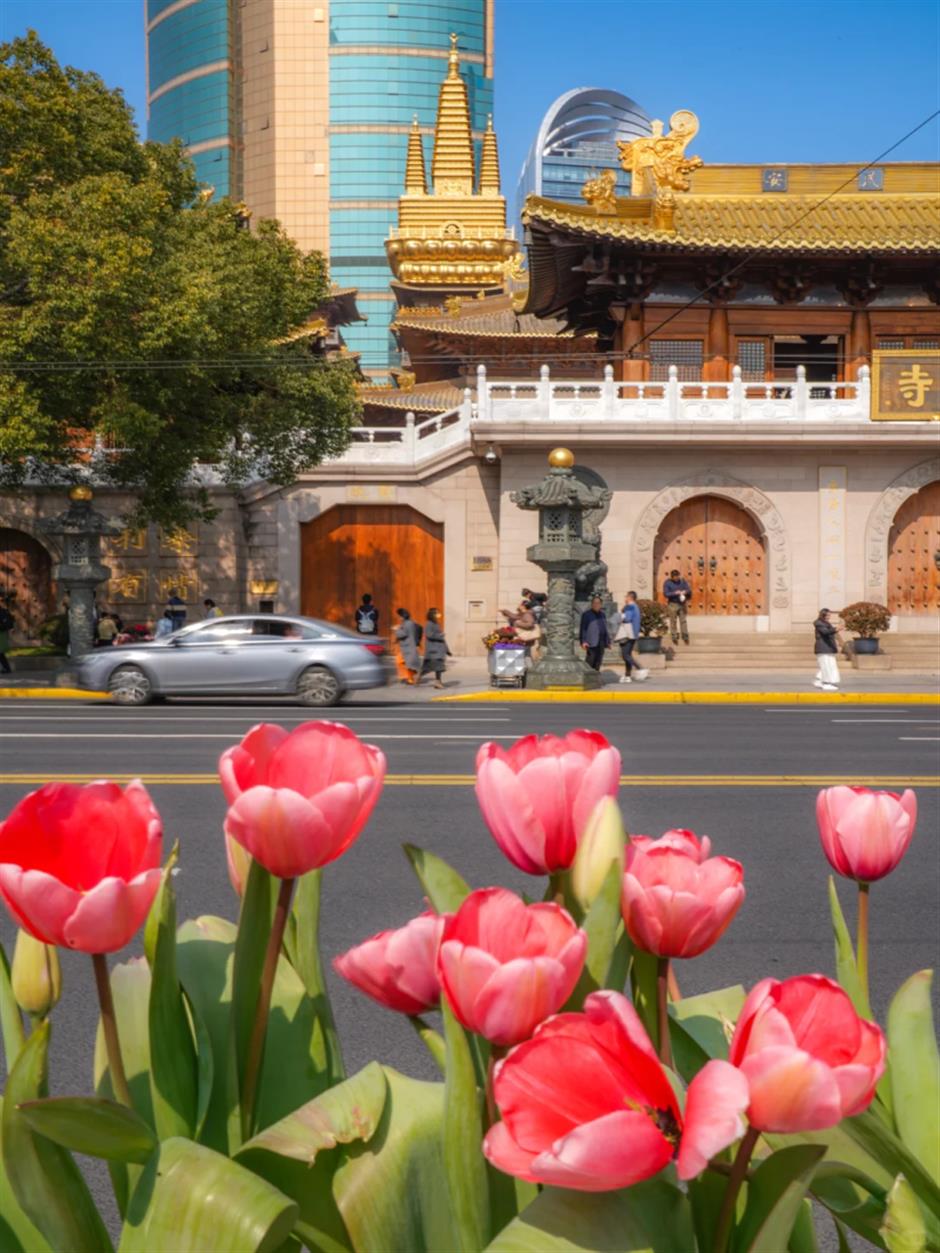 市中心第一波郁金香!上海这5处可免费打卡,用色彩盛宴邀你开启春日Citywalk