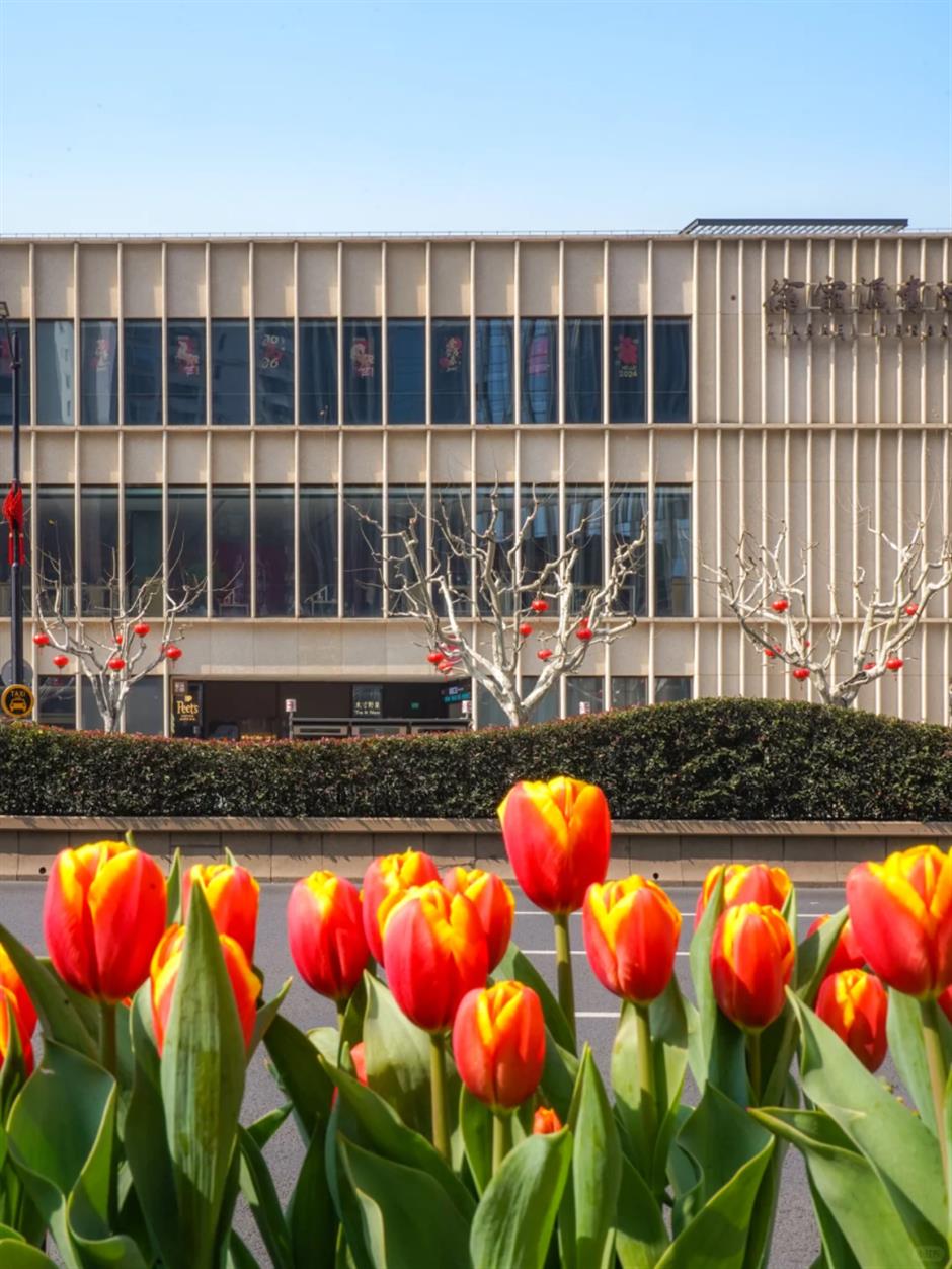 市中心第一波郁金香!上海这5处可免费打卡,用色彩盛宴邀你开启春日Citywalk