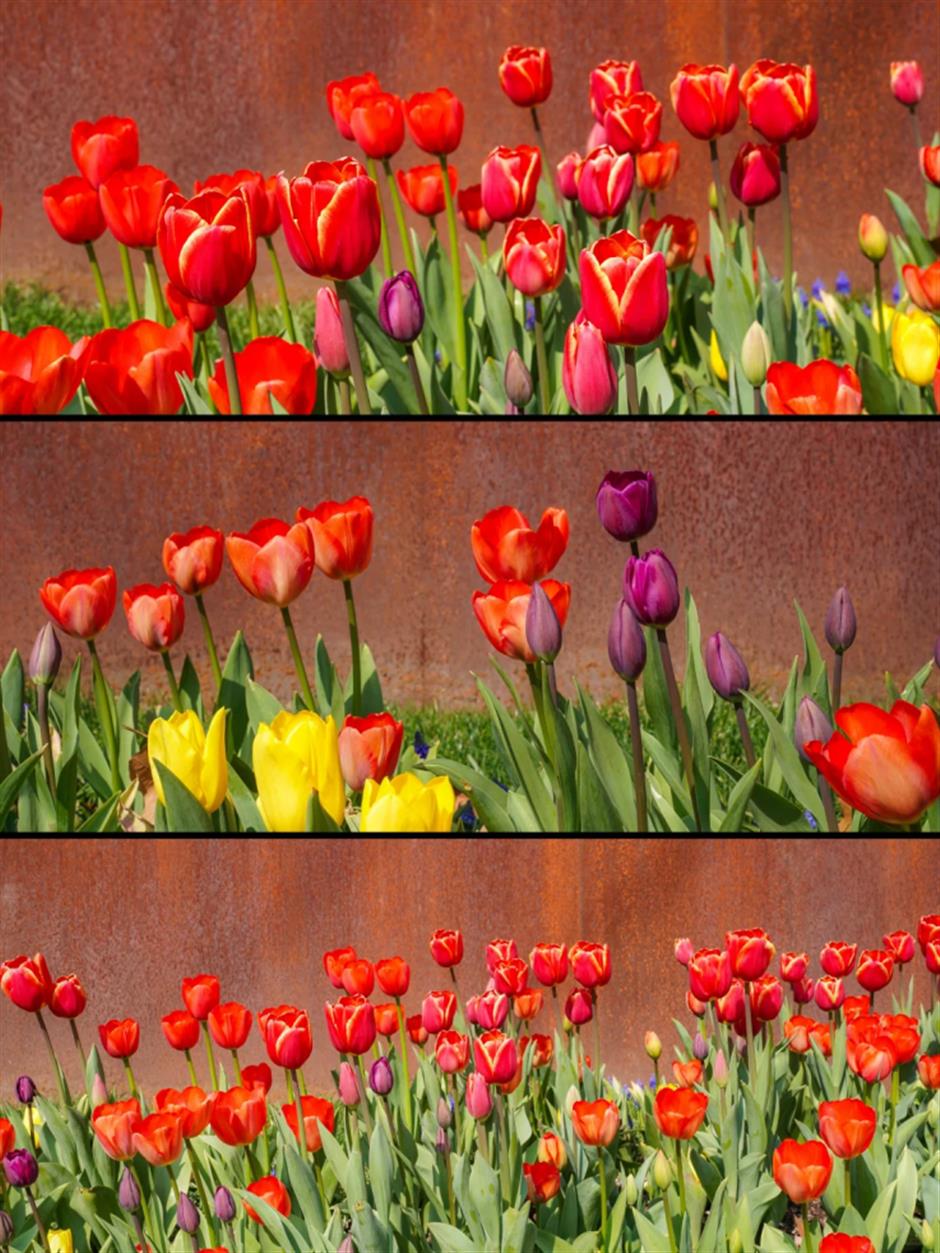 市中心第一波郁金香!上海这5处可免费打卡,用色彩盛宴邀你开启春日Citywalk