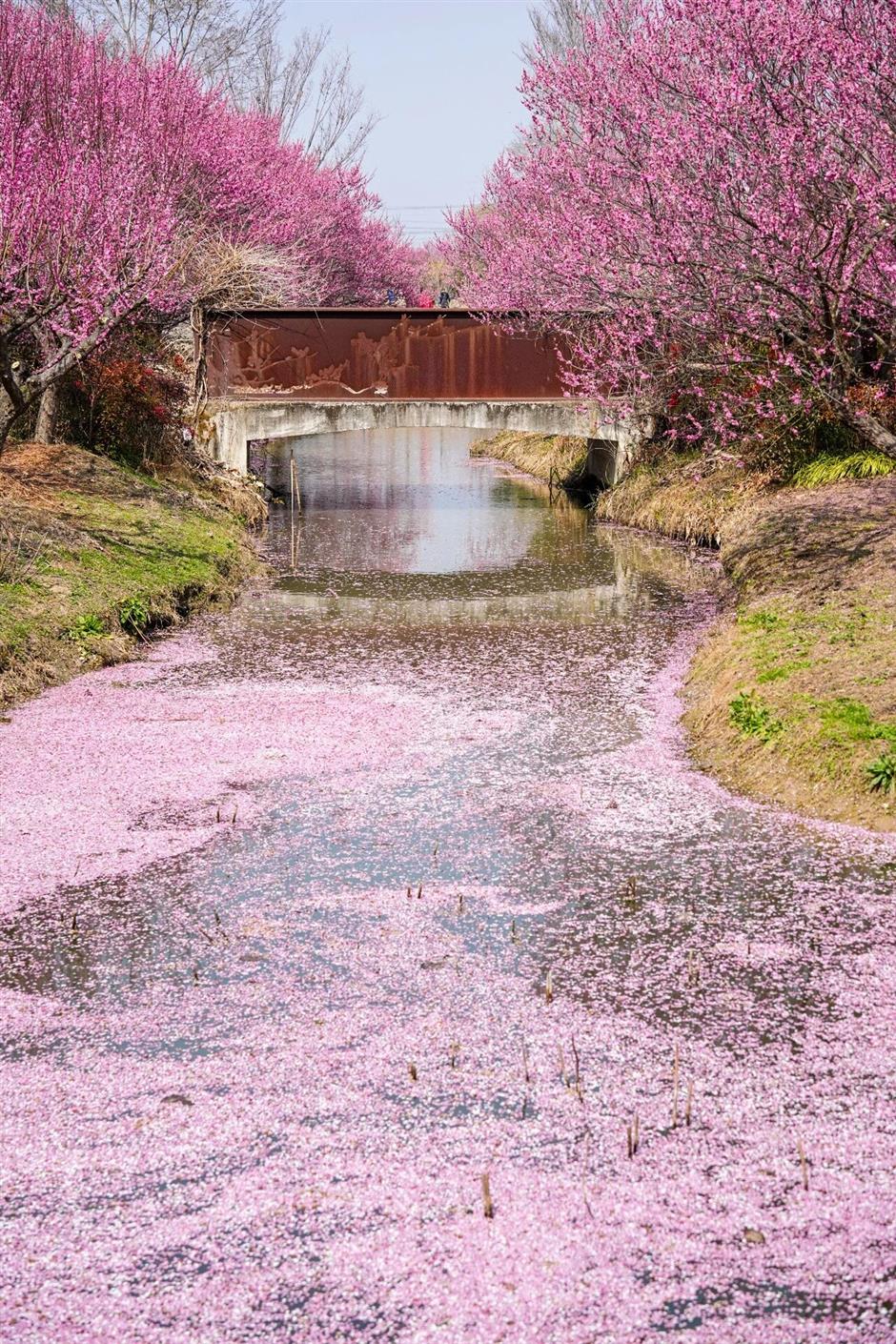 早春大片粉色梅花雨正在上演!快来打卡