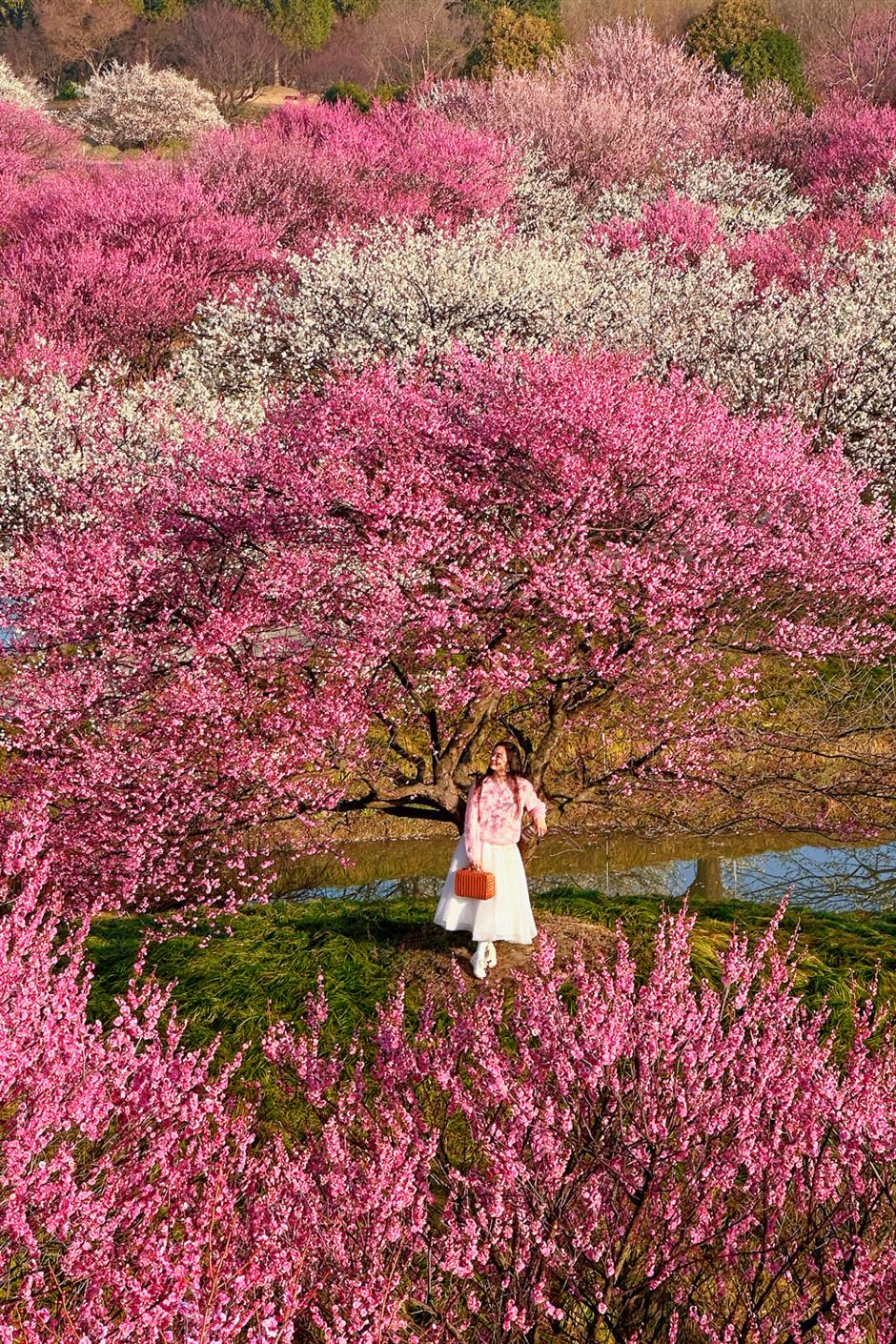 早春大片粉色梅花雨正在上演!快来打卡