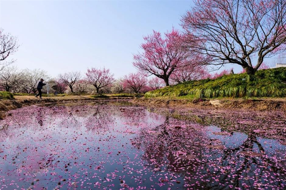 早春大片粉色梅花雨正在上演!快来打卡