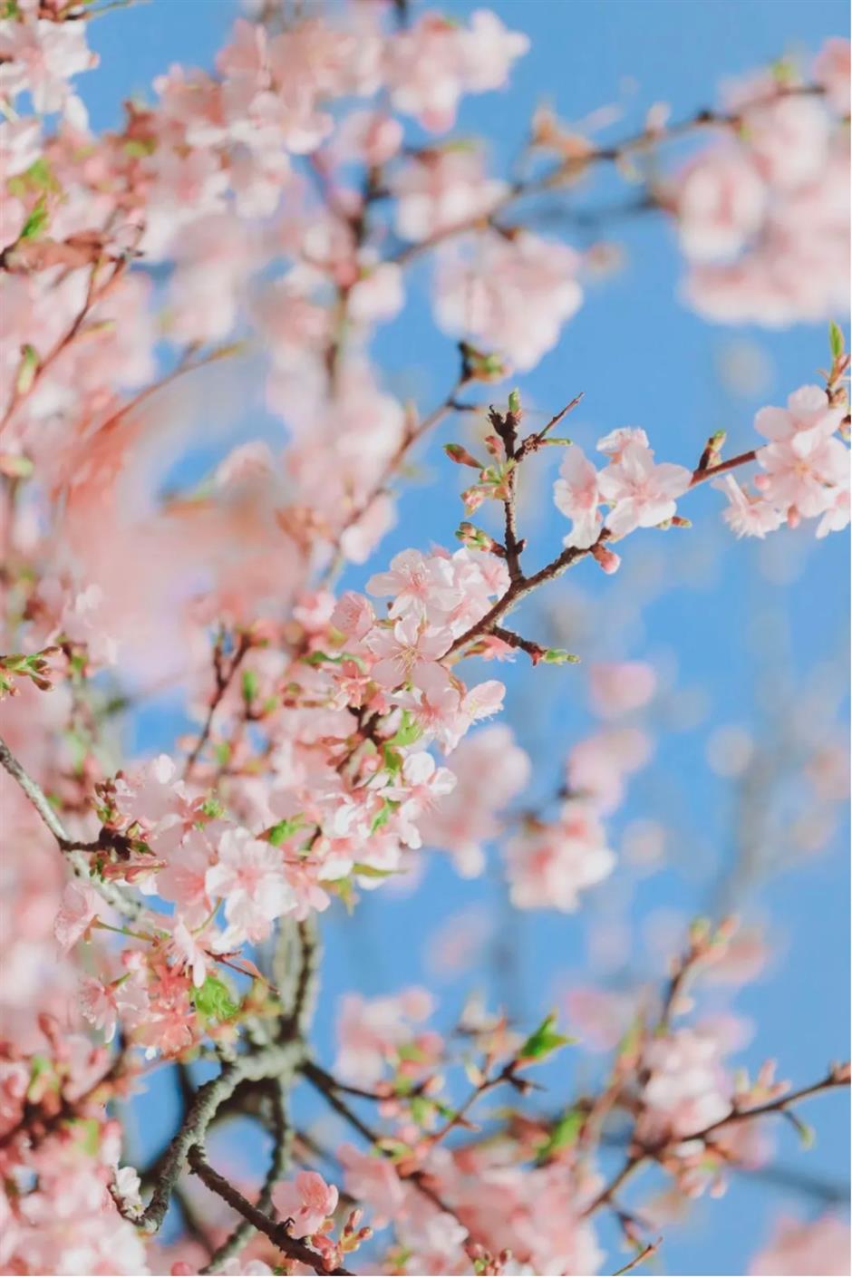 女性免费入园、辰山赏樱攻略、世纪公园上新......一周文旅生活