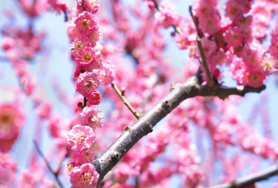 上海最美车站上线!把春天装进每一次通勤里