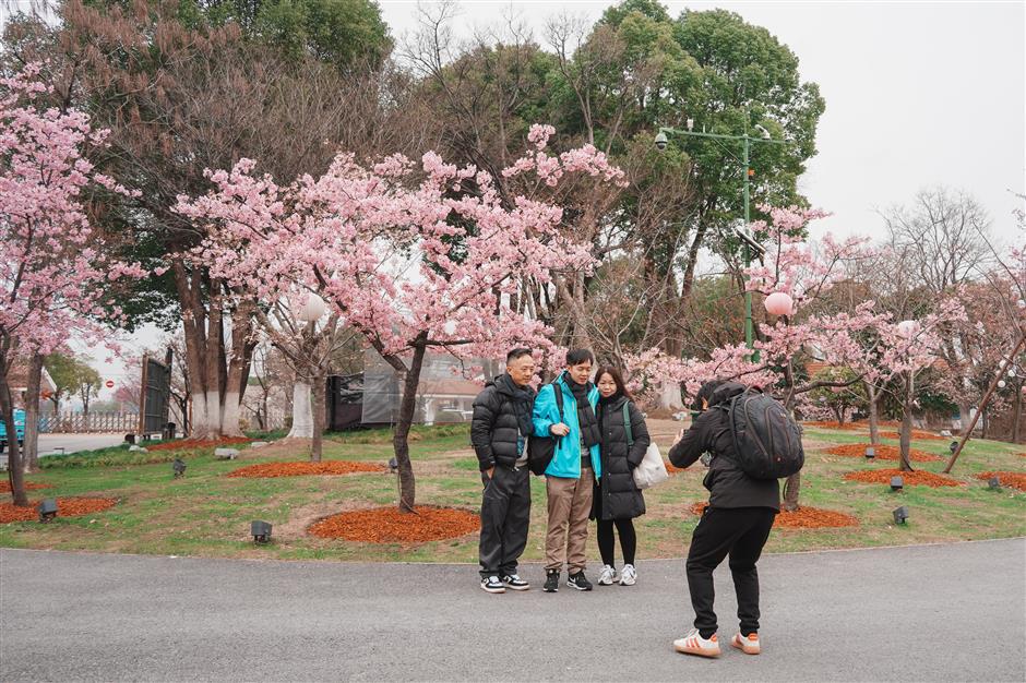 Shanghai Cherry Blossom Festival to Open on March 9