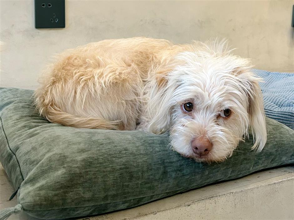 [Hai Lights] Shanghai Cafés That Welcome Wagging Tails