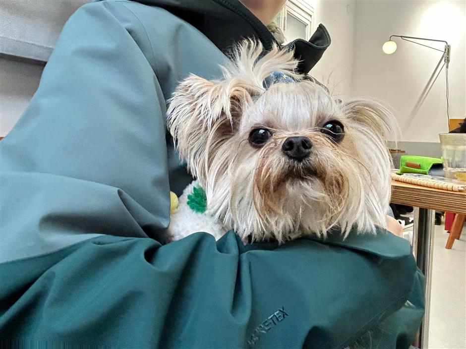 [Hai Lights] Shanghai Cafés That Welcome Wagging Tails