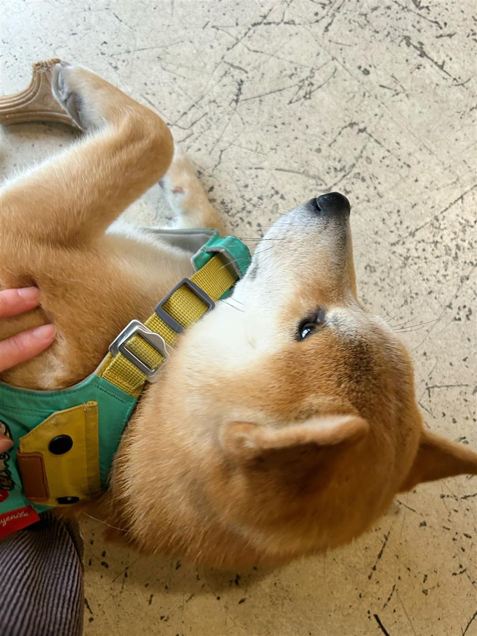 [Hai Lights] Shanghai Cafés That Welcome Wagging Tails