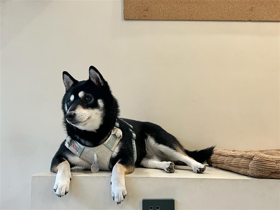 [Hai Lights] Shanghai Cafés That Welcome Wagging Tails