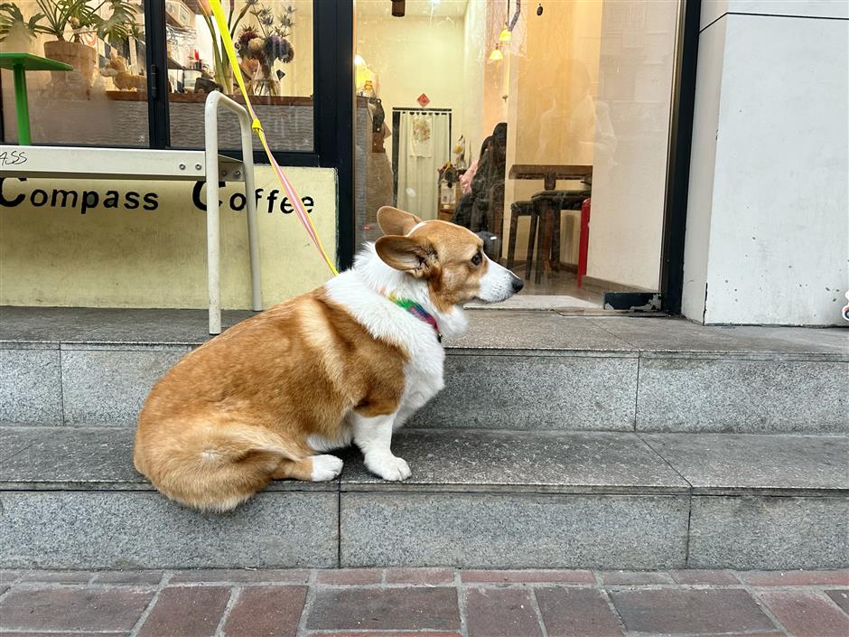 [Hai Lights] Shanghai Cafés That Welcome Wagging Tails