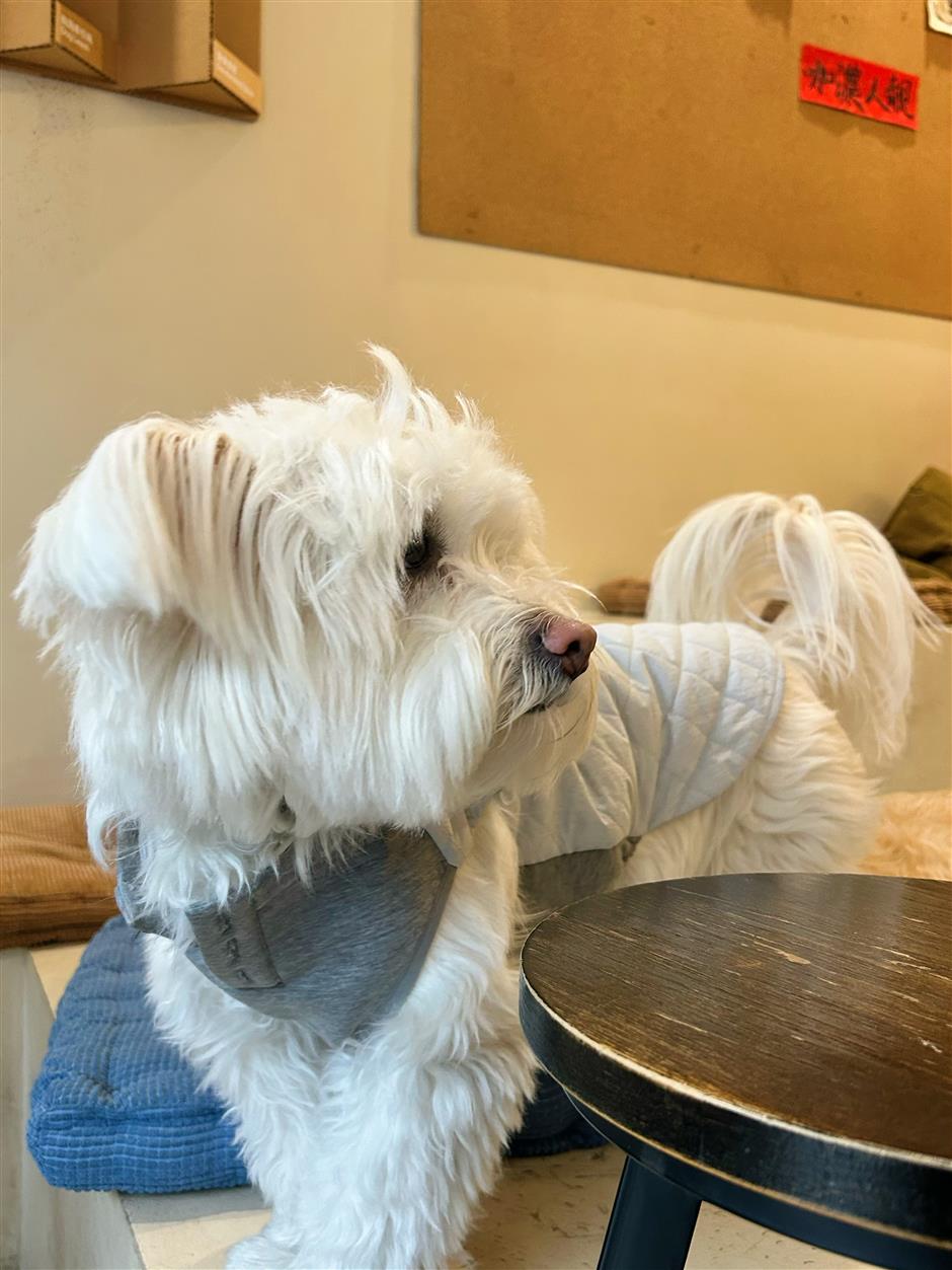 [Hai Lights] Shanghai Cafés That Welcome Wagging Tails