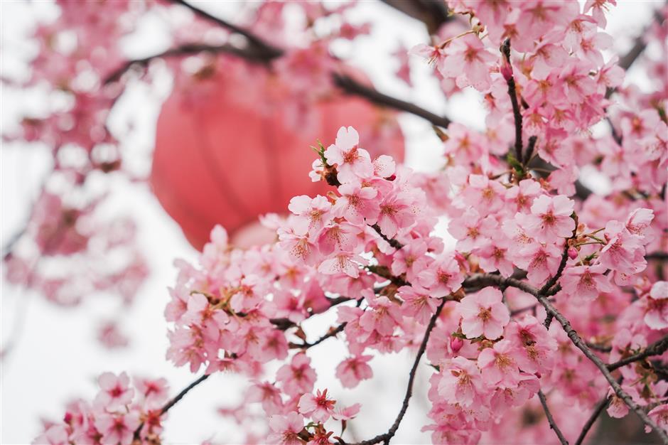 Shanghai Cherry Blossom Festival to Open on March 9