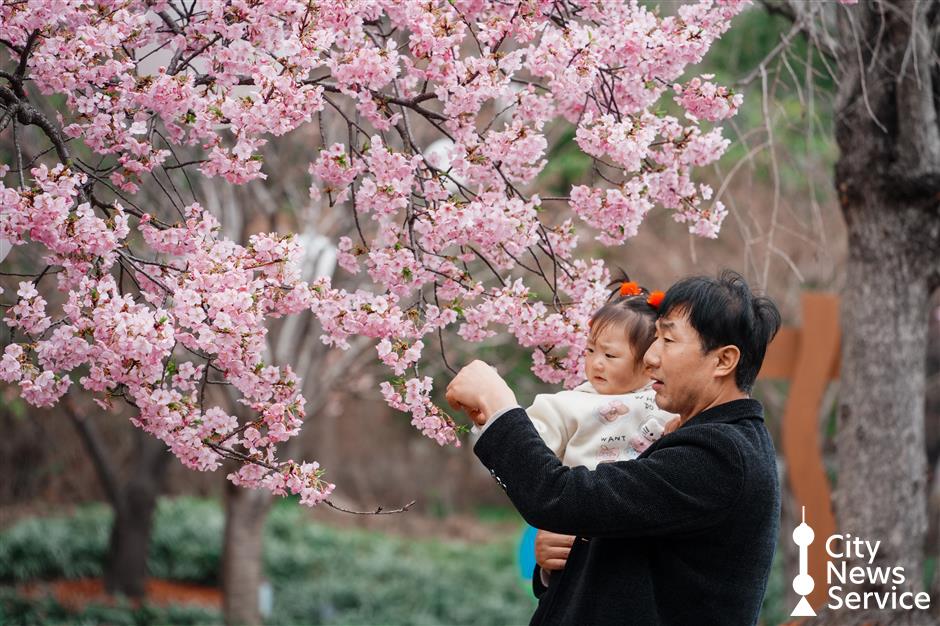 Shanghai Cherry Blossom Festival to Open on March 9