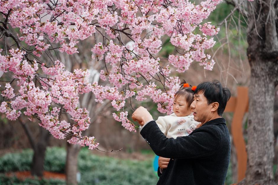 Shanghai Cherry Blossom Festival to Open on March 9
