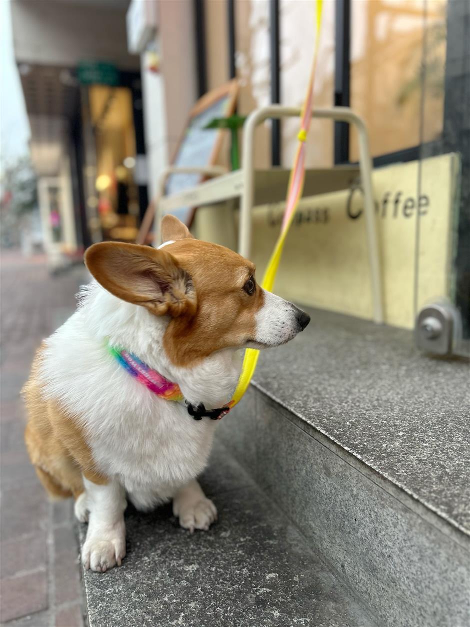 [Hai Lights] Shanghai Cafés That Welcome Wagging Tails