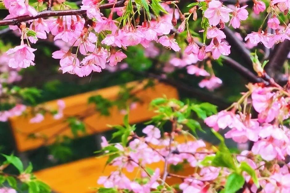 上海最美车站上线!把春天装进每一次通勤里