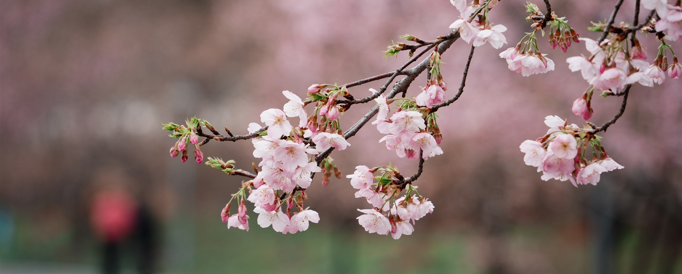 Shanghai Cherry Blossom Festival to Open on March 9