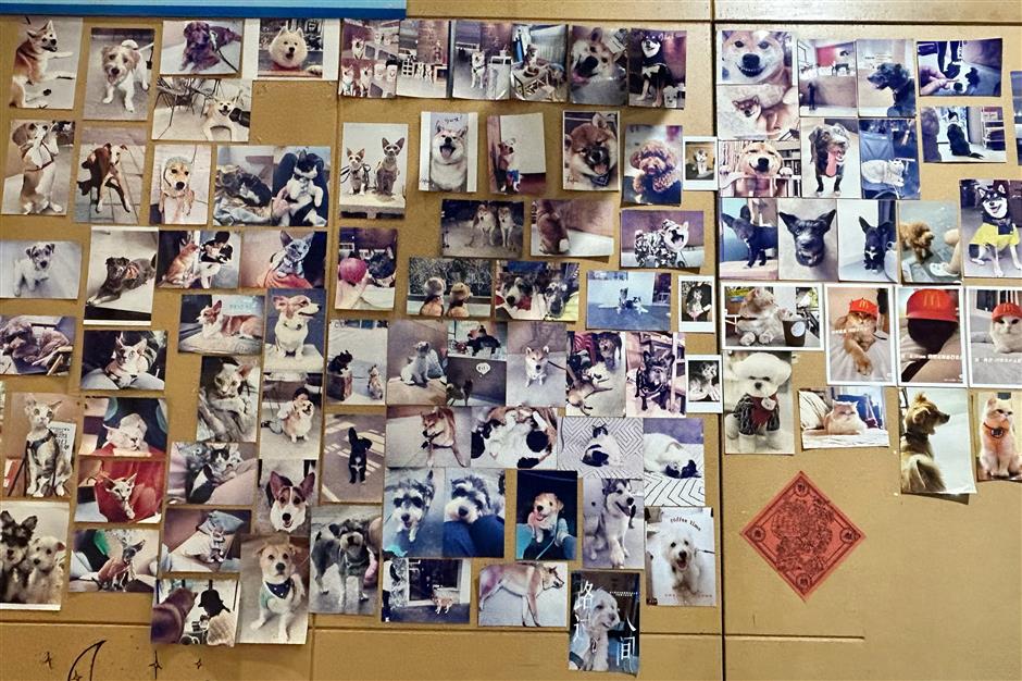 [Hai Lights] Shanghai Cafés That Welcome Wagging Tails