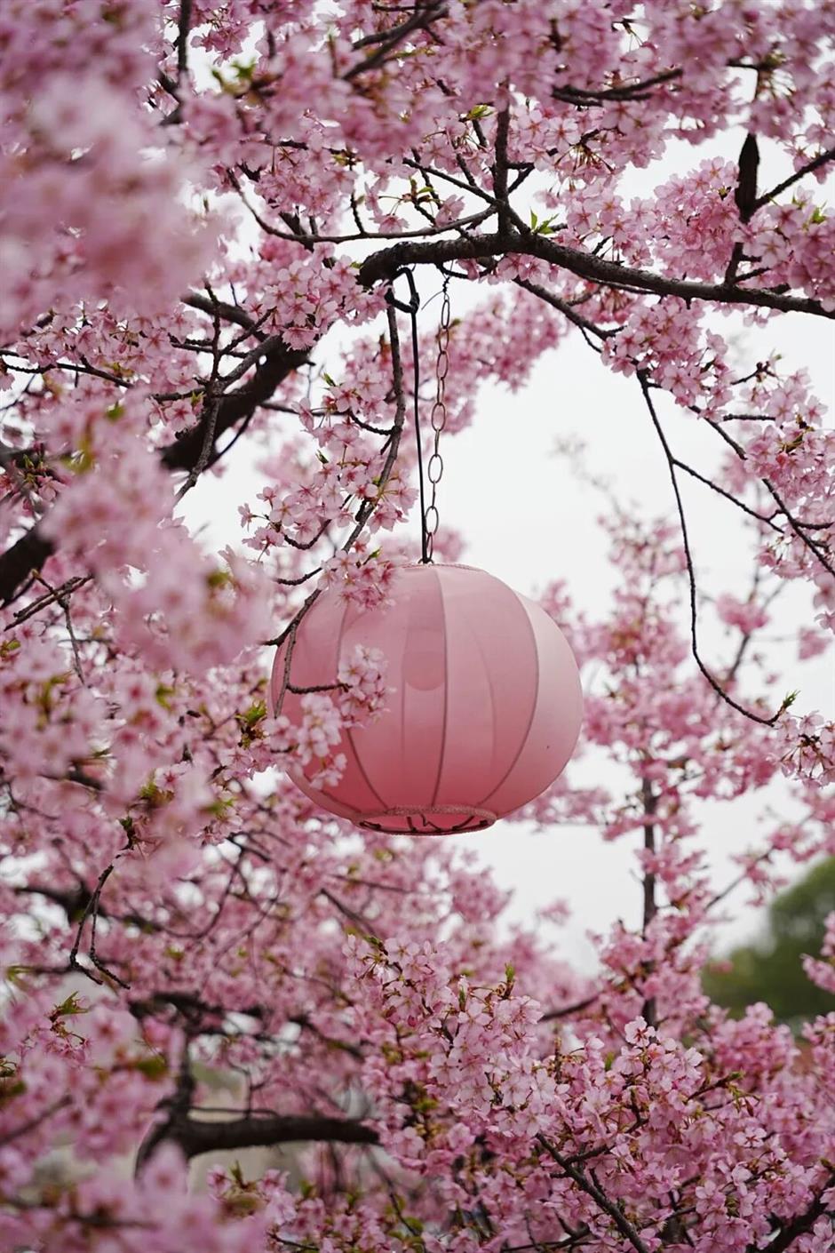 2026上海樱花节来了!