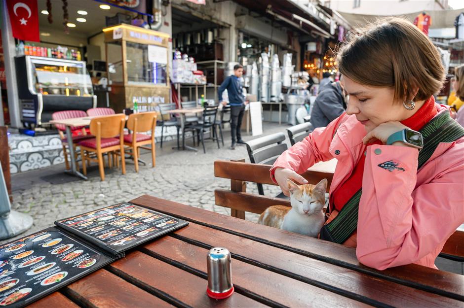 [Explainer] What Should You Do When You Find a Stray Animal?