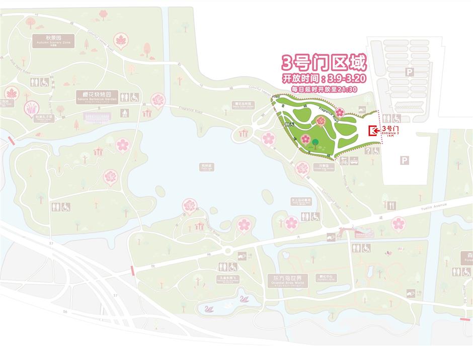 2026上海樱花节来了!