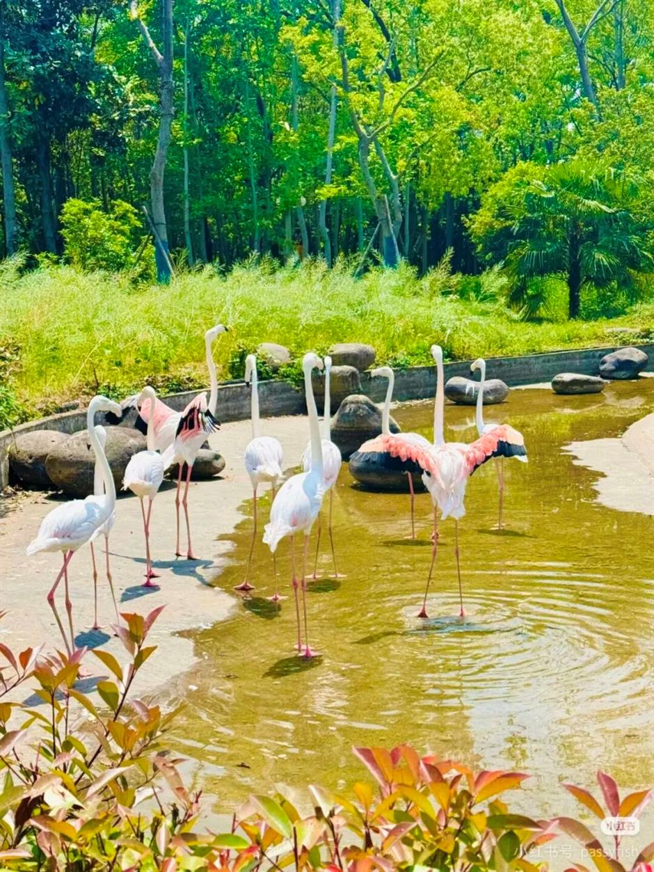 2026上海樱花节来了!