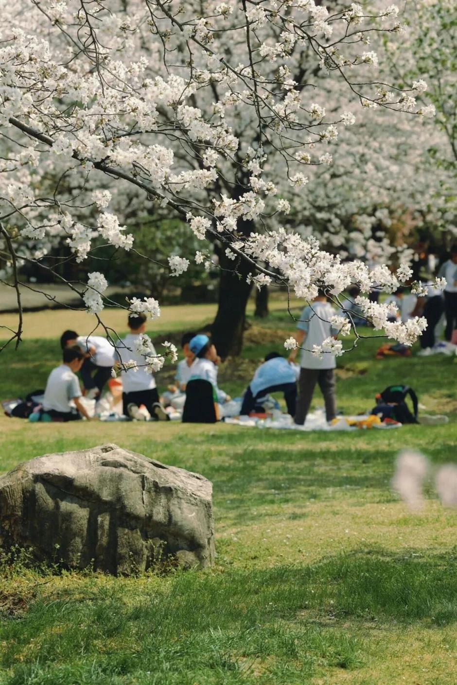 2026上海樱花节来了!