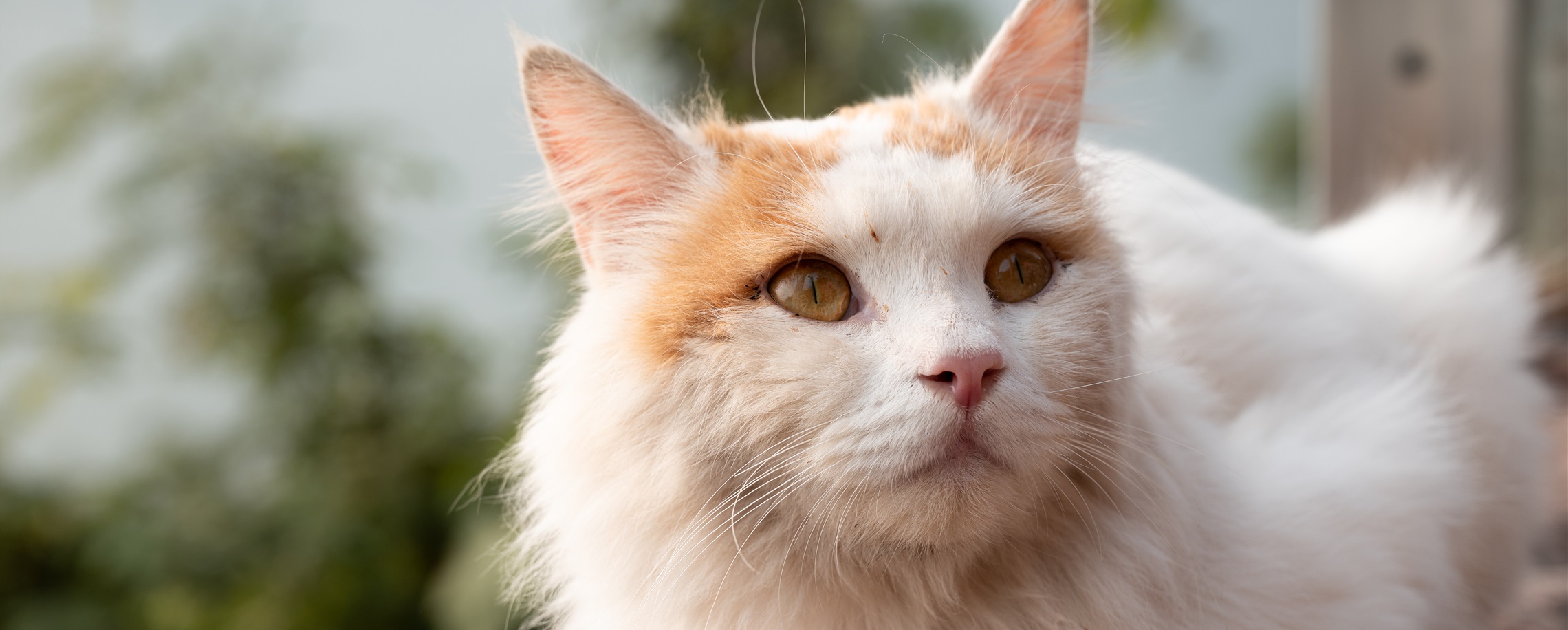 [Explainer] What Should You Do When You Find a Stray Animal?