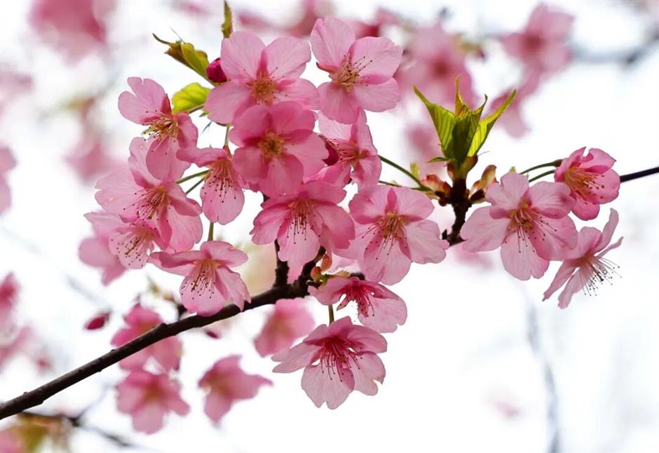 2026上海樱花节来了!