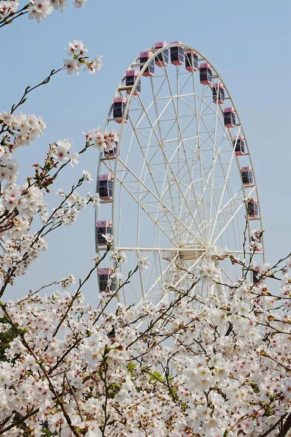 2026上海樱花节来了!