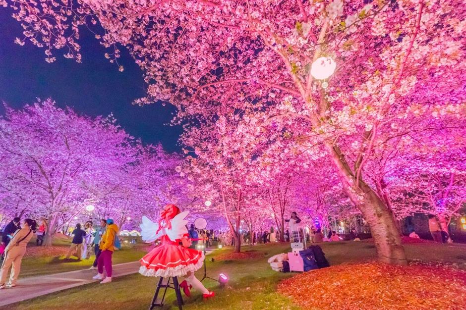 2026上海樱花节来了!
