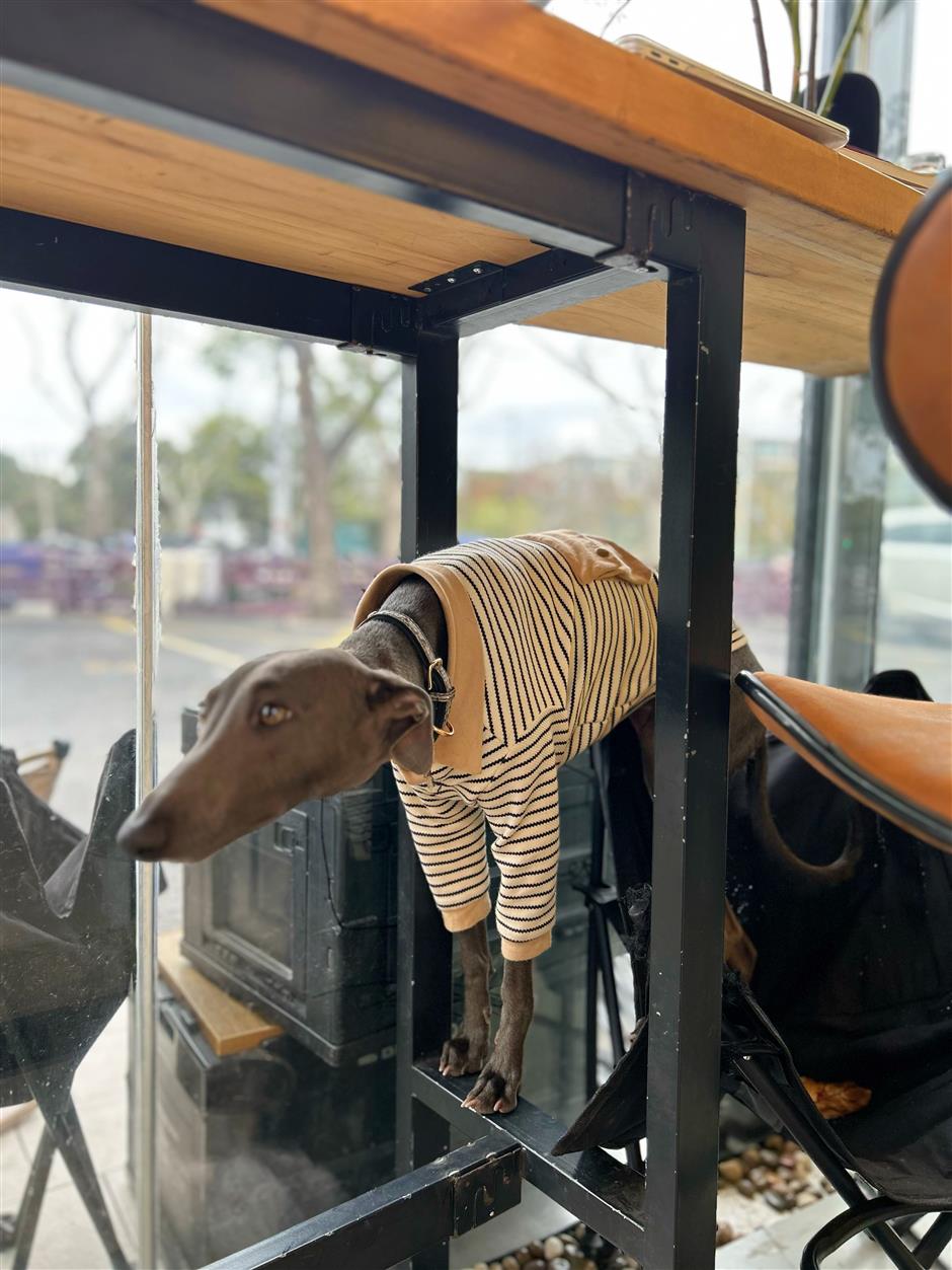 [Hai Lights] Shanghai Cafés That Welcome Wagging Tails