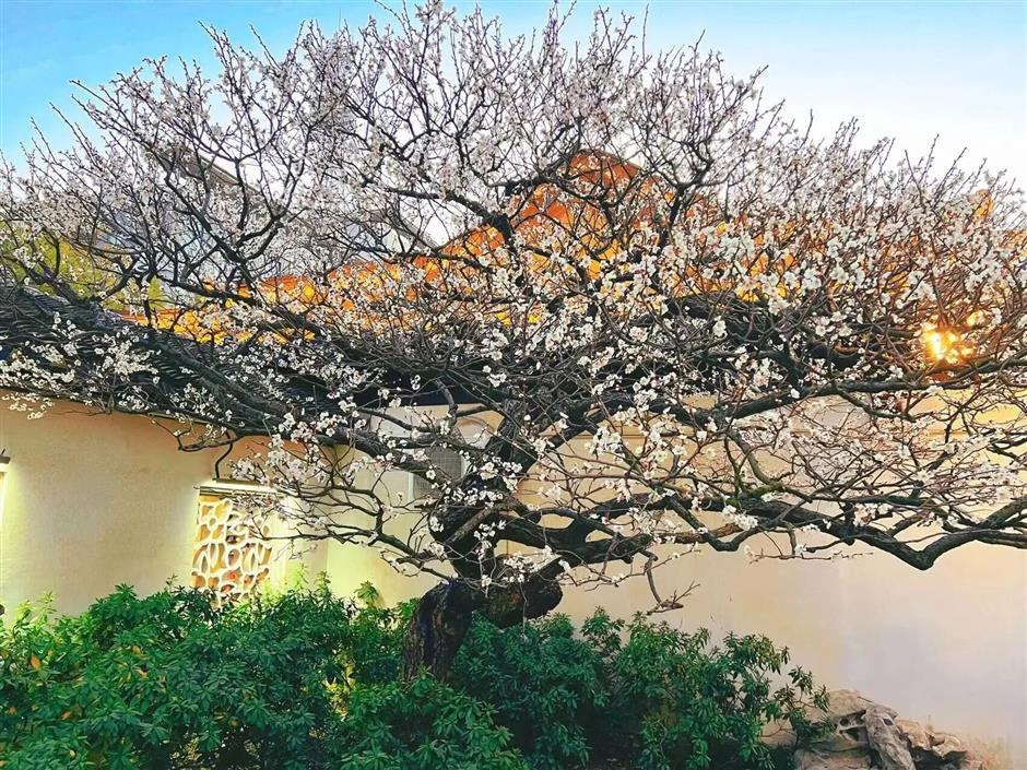 上海五大古典园林,迎来最美春色!