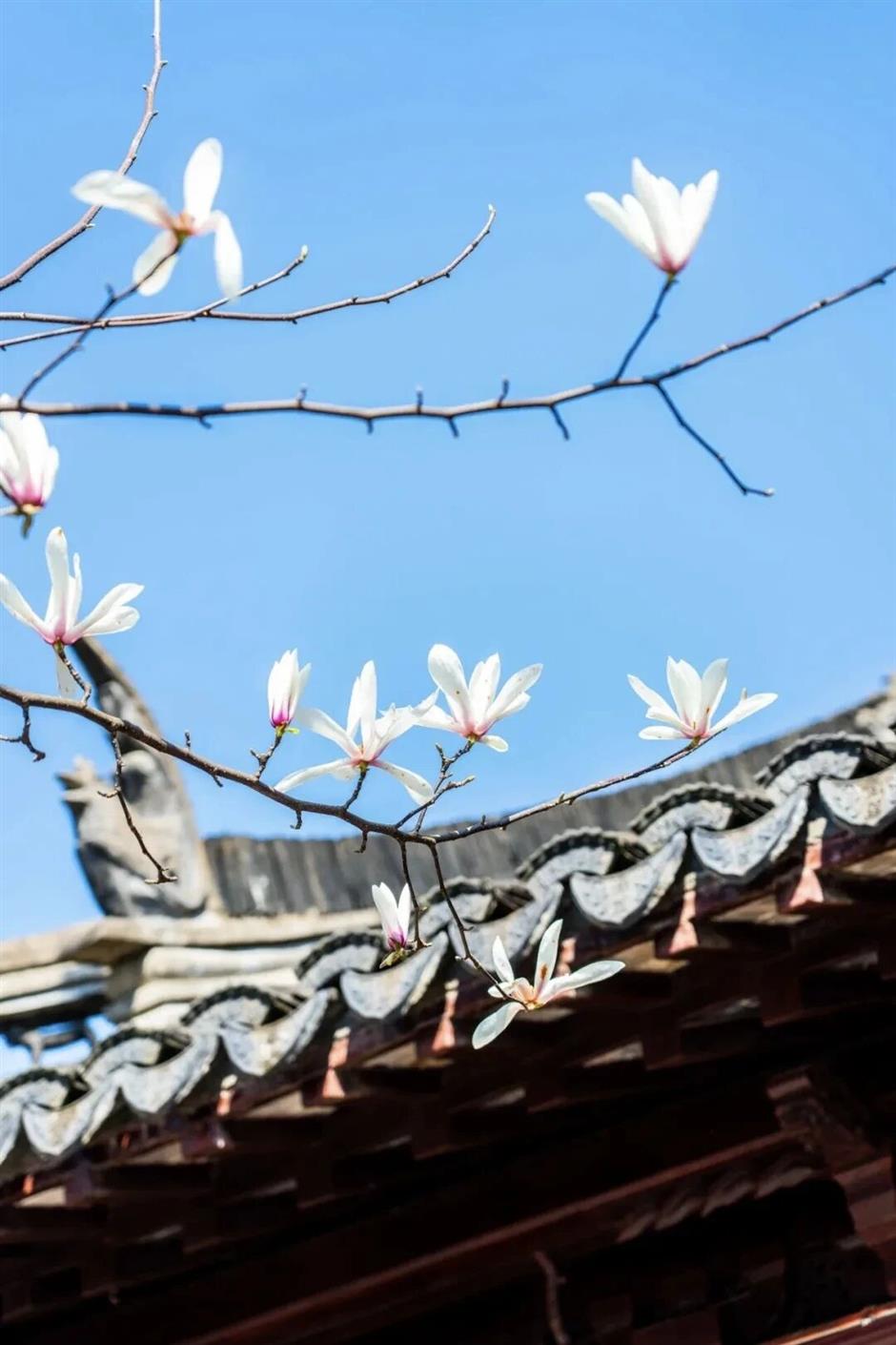 上海五大古典园林,迎来最美春色!