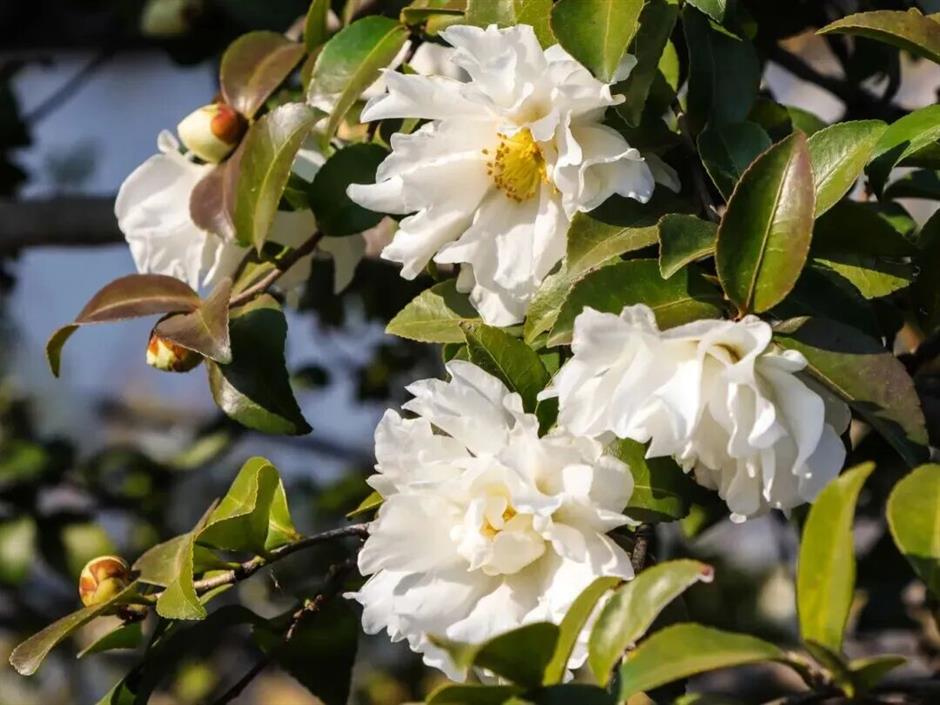 上海五大古典园林,迎来最美春色!